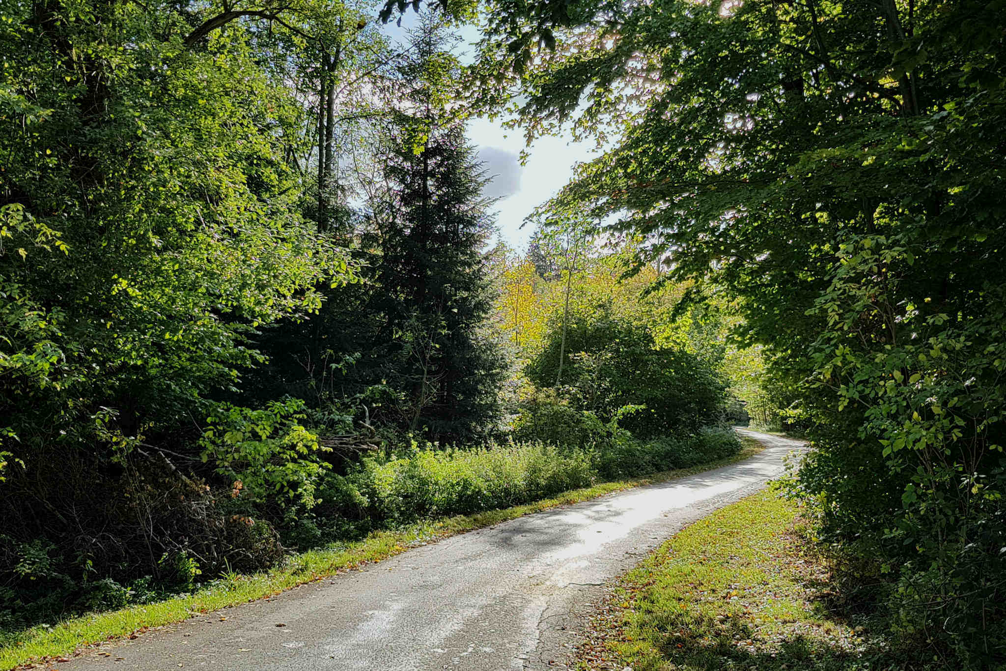 Magenkrebs heilen und ohne Magen leben. Gewundener Weg zwischen Bäumen als symbolische Darstellung des Heilungswegs.